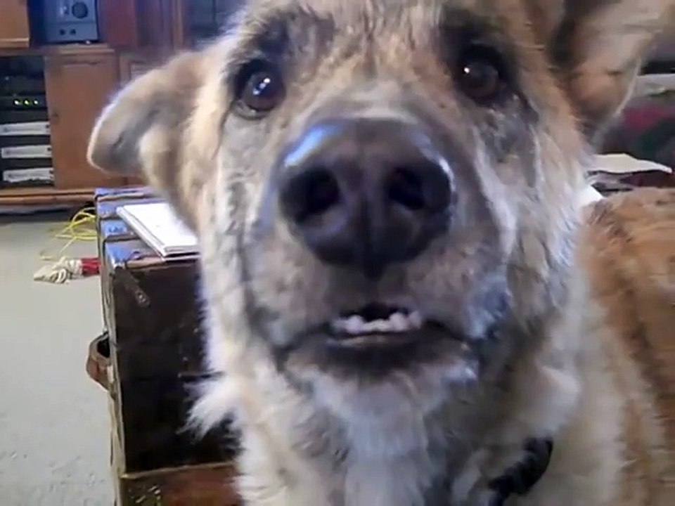 Ultimate Dog Tease
