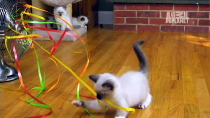 Ragdoll Kittens  Too Cute!