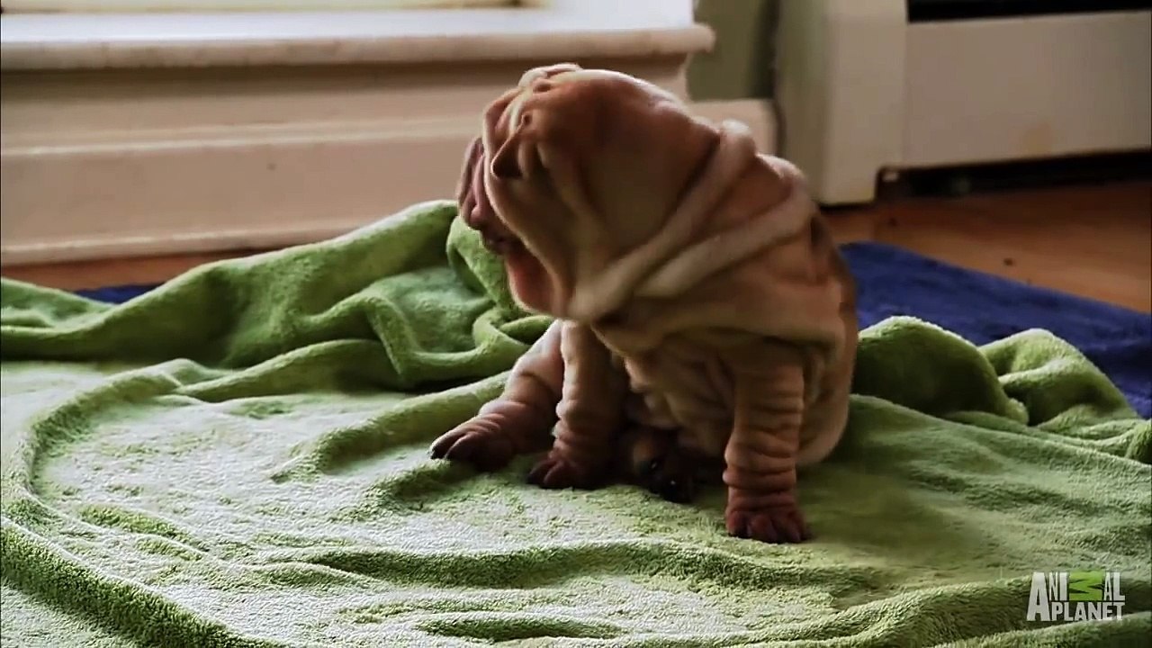Shar-Pei Puppies  Too Cute!