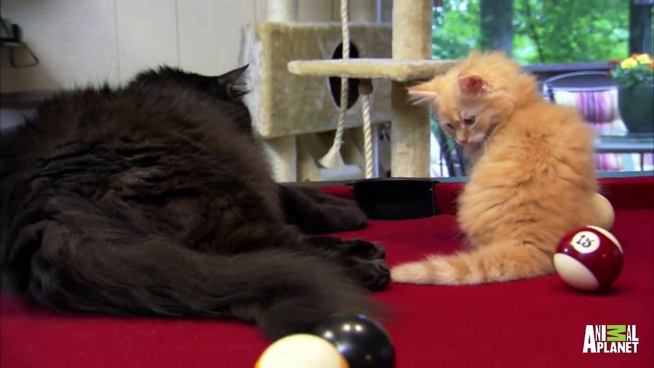 Siberian Calvin Is Up for a Game of Pool with Dad  Too Cute!