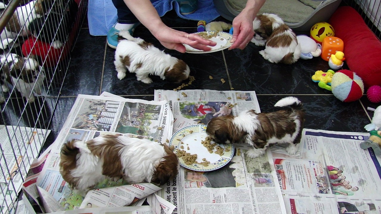 1er BOUILLIE DES BB DE DHEL LHIA 2016