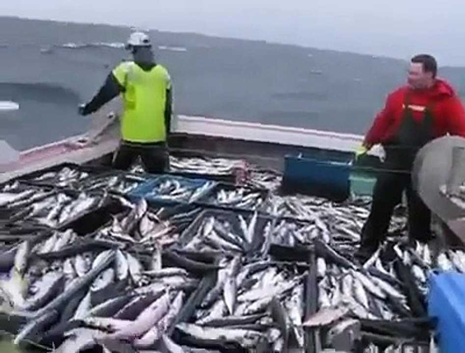Böyle Bir Balık Tutma Şekli Yok! Video