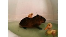 Des canetons prennent leur bain avec un capybara. Magique