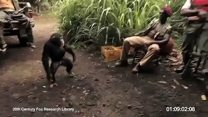 Monkey with AK 47 and Somali pirates