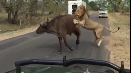 OMG!!! Lion Catches Buffalo in front of Tourists - Breathtaking Moment