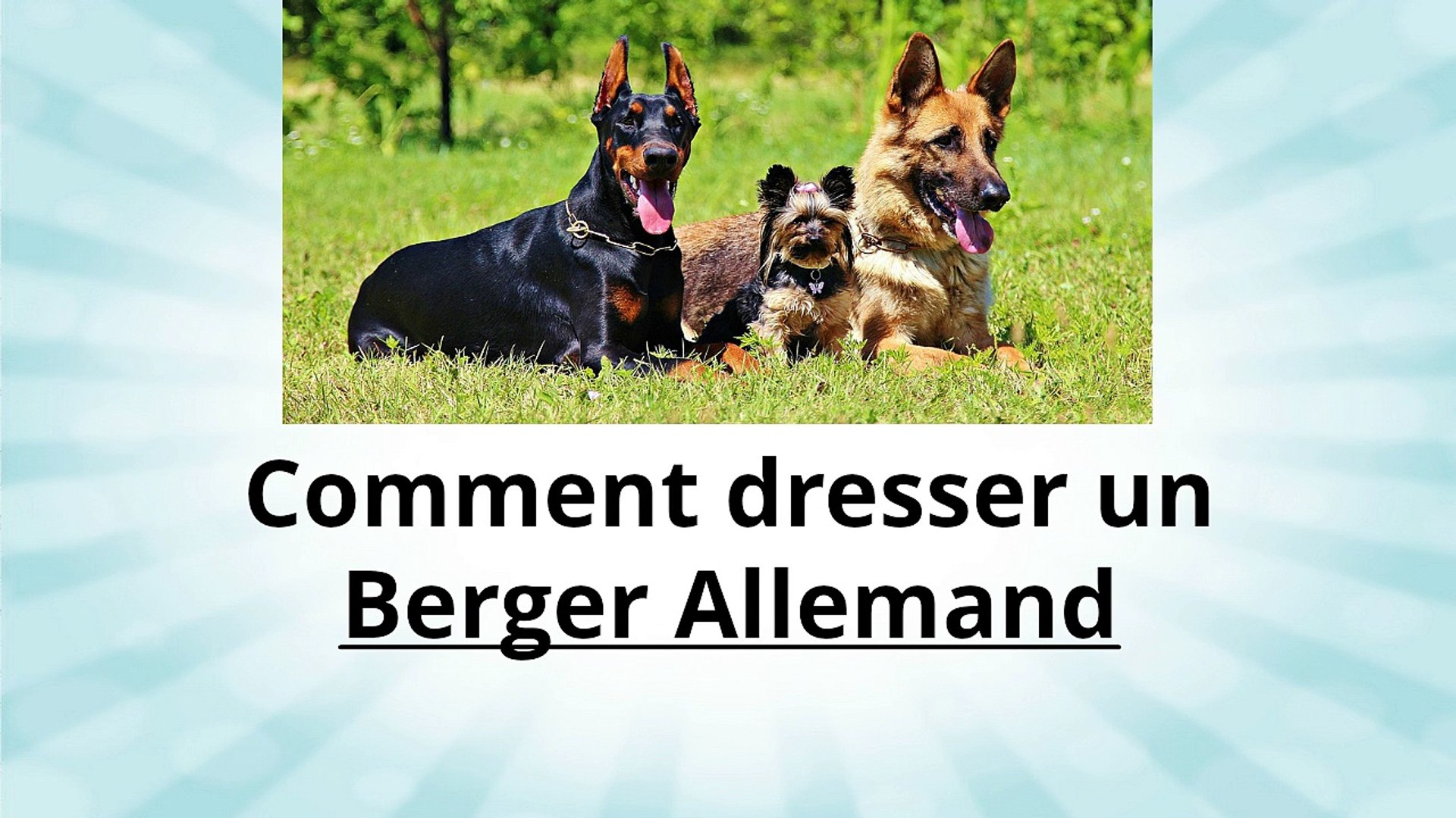 Comment Dresser Son Berger Allemand De 2 Mois Pdf Et Video
