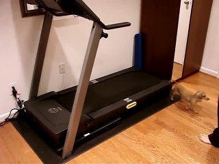 3 Dachshund Dogs on a Treadmill