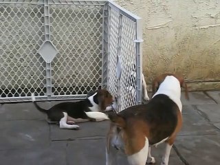 BEAGLE FUNNY PUPPIES
