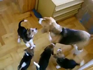 Beagle puppies funny video #1