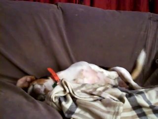 Buster the Beagle waking up happy, happy, happy