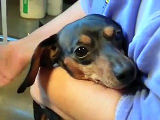 Dachshund Chaos - Bath time