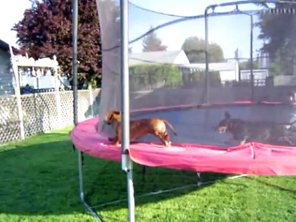 Dachshund Frito Feet Runs the Trampoline Edge