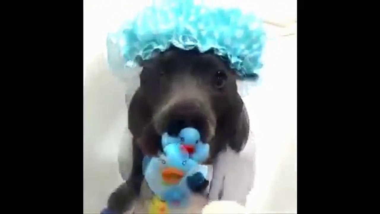 Funny Dogs - A Funny Dog Videos Compilation 2016.Funny and cute dog videos 2016 try not to laugh. (Funny Videos 720p)