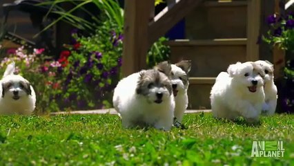 Slow Motion Puppies  Too Cute!