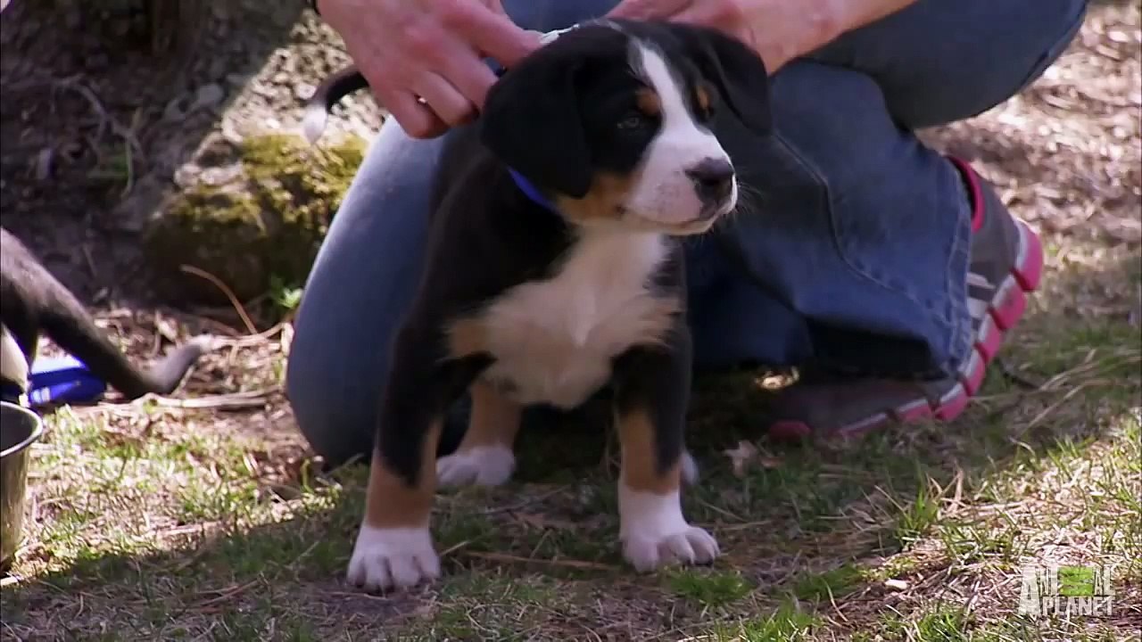 Swiss Mountain Dogs Hike Too Cute!