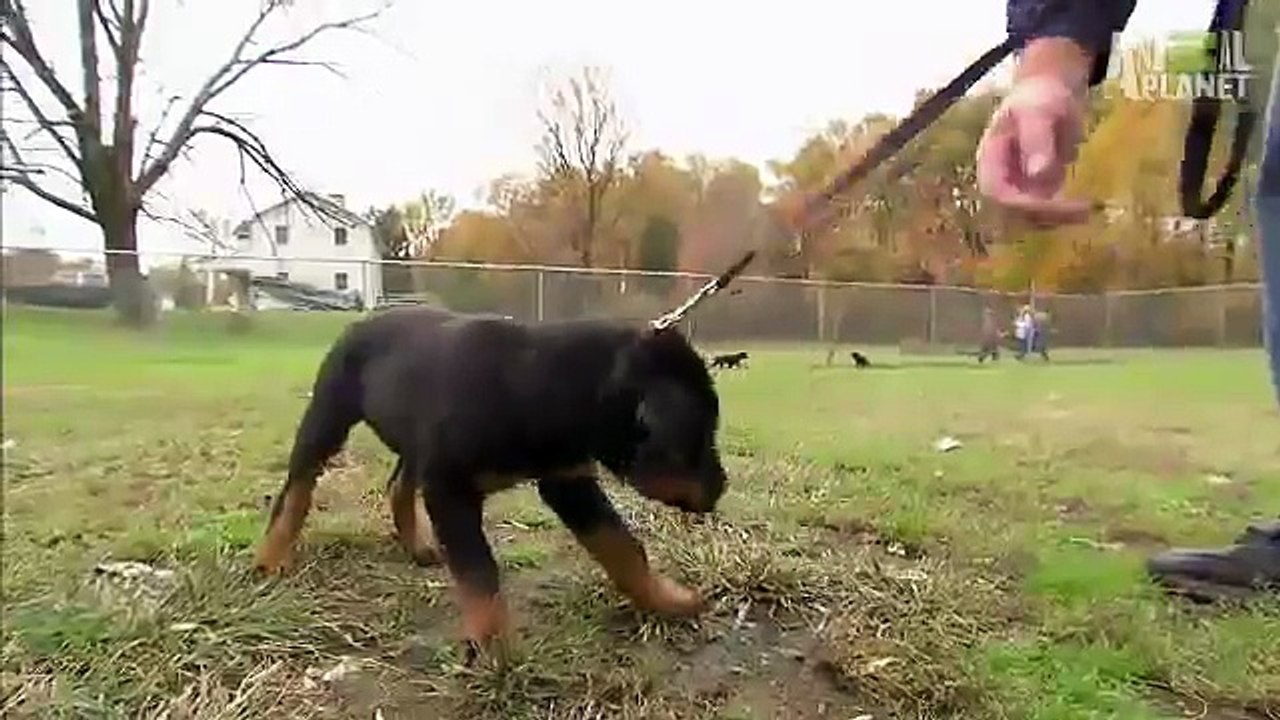 Timeout for Rottweiler Puppy  Too Cute