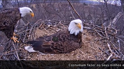 Águia Trabalho de Português