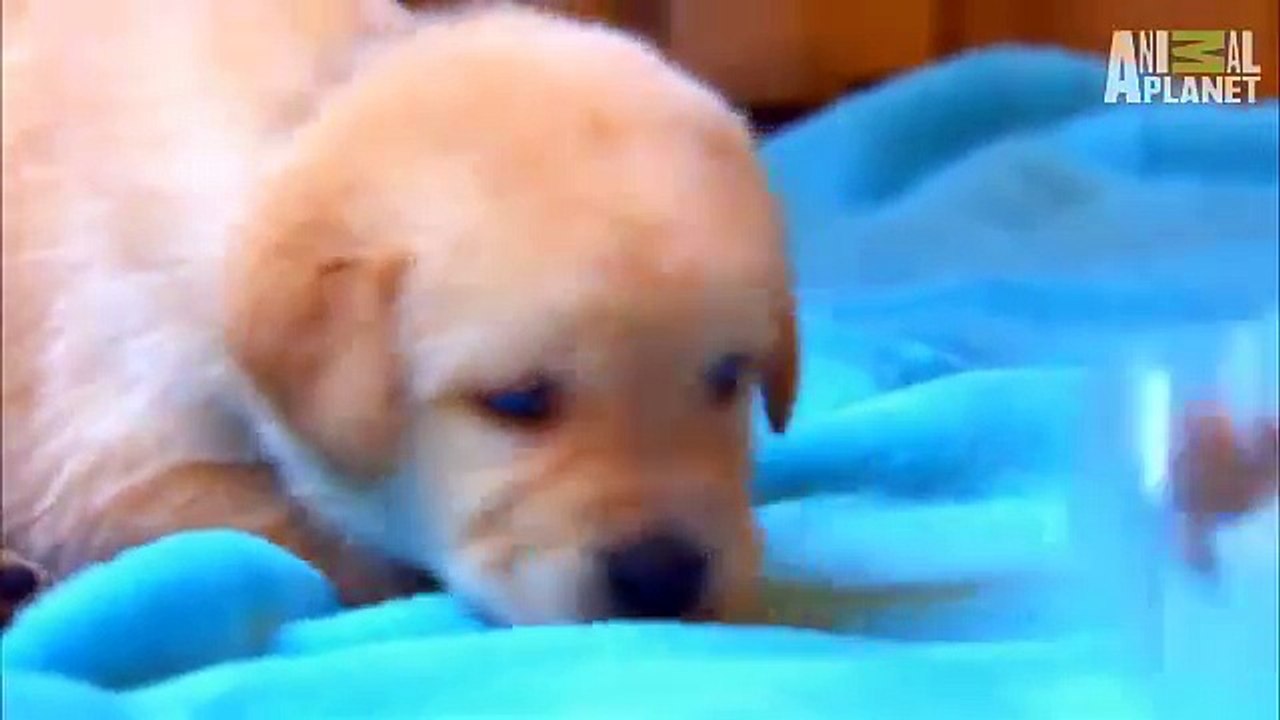 Too Cute! - The Making of a Guide Dog
