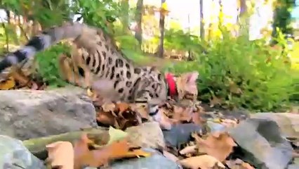 Too Cute!- Bengal Kittens Explore Their World