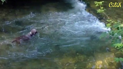 Собака очень любит свой мяч