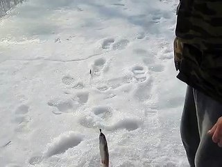 вот это поймал рыбу