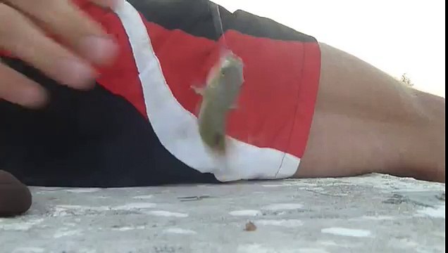 поймал рыбу фугу