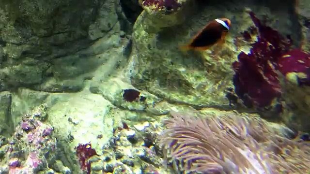 РЫБА ФУГУ Гигантские Хищные Рыбы. Рыба шар. Рыба -собака, скалозуб