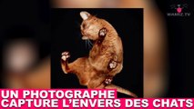 Un photographe capture l’envers des chats ! Les images dans la minute chat #149