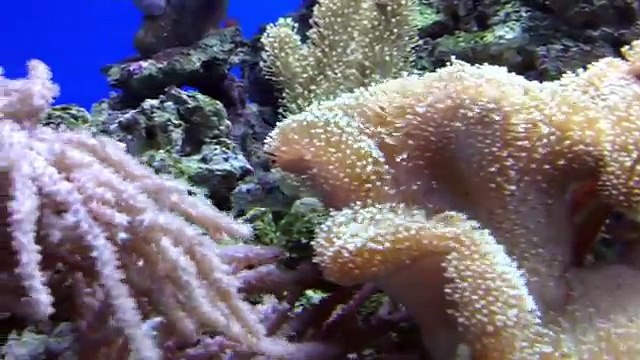 ЯДОВИТАЯ, опасная РЫБА ШАР, РЫБА ФУГУ, РЫБА ЕЖ