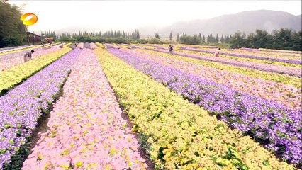 青丘狐传说 18丨Legend of the Qing Qiu Fox 18（古力娜扎、蒋劲夫、小彩旗）