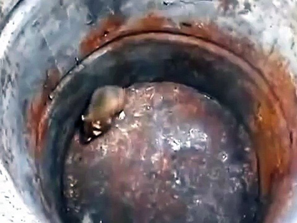 КОШКА против КРЫСА