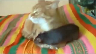 рыжий кот и крыса