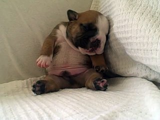 Cutest Bulldog puppy - Napoleon feeling sleepy! zzzzzzzz