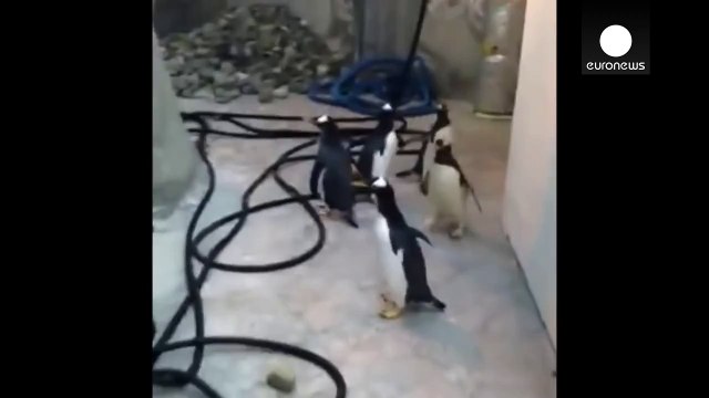 Penguin escape plot foiled by zoo staff
