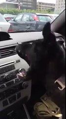 Puppy s first experience with air conditioning