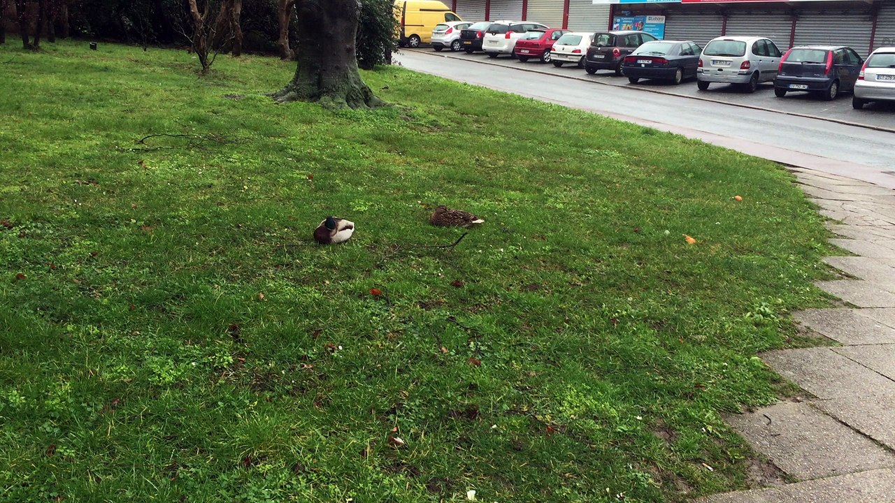 Canard