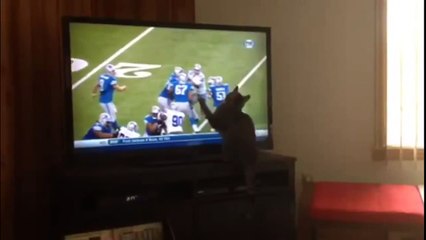 Выгул котов на поводке и еще немного приколов