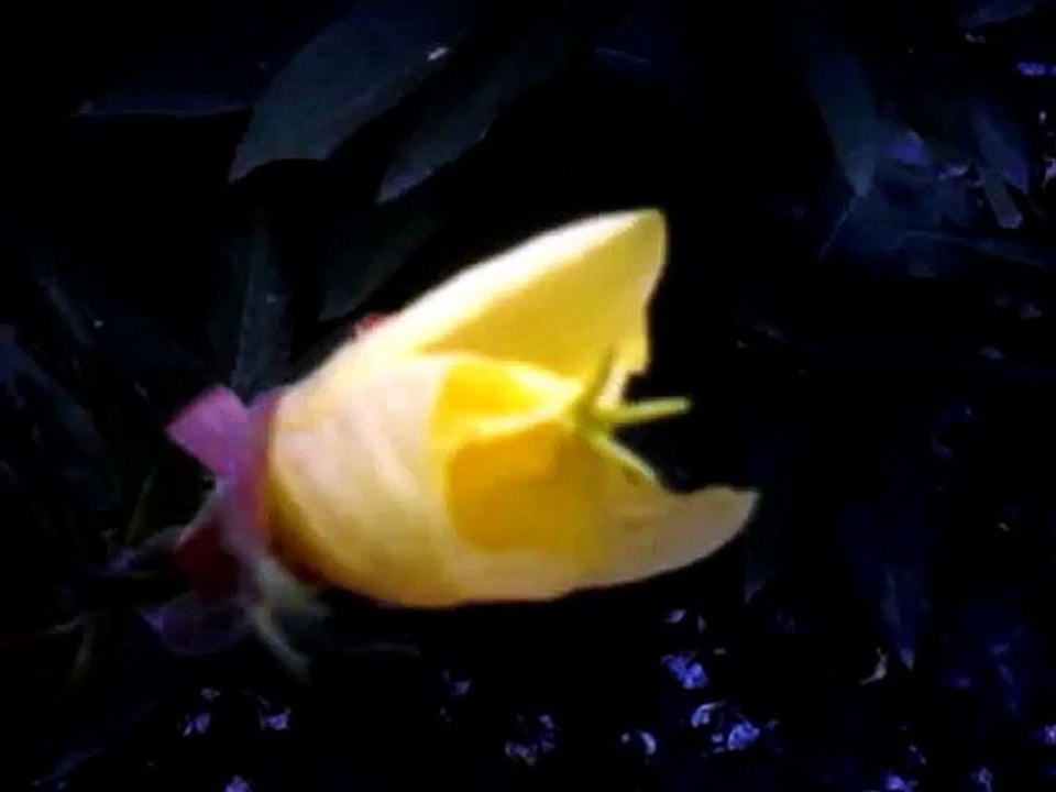 Цветок распускается за 27 секунд!!