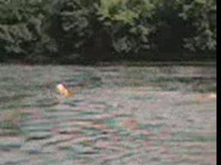 Ubu plonge dans la Dordogne