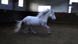 PRE Pony,  9 - jähriger spanischer Wallach, Stm 1,47 Verkaufspferd