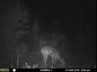 Amazing UFO sighting filmed over Hahira, Georgia 15 February 2016