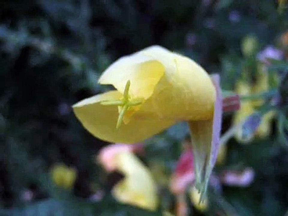 Энотера (Oenothera)