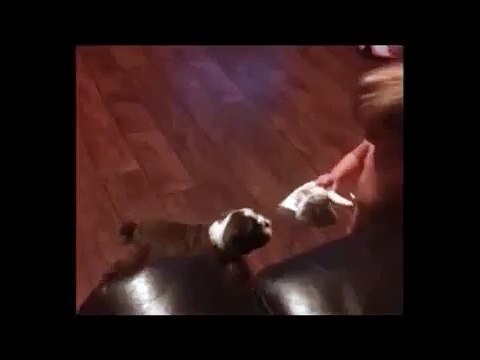 Ребёнок сражается с собакой за игрушку