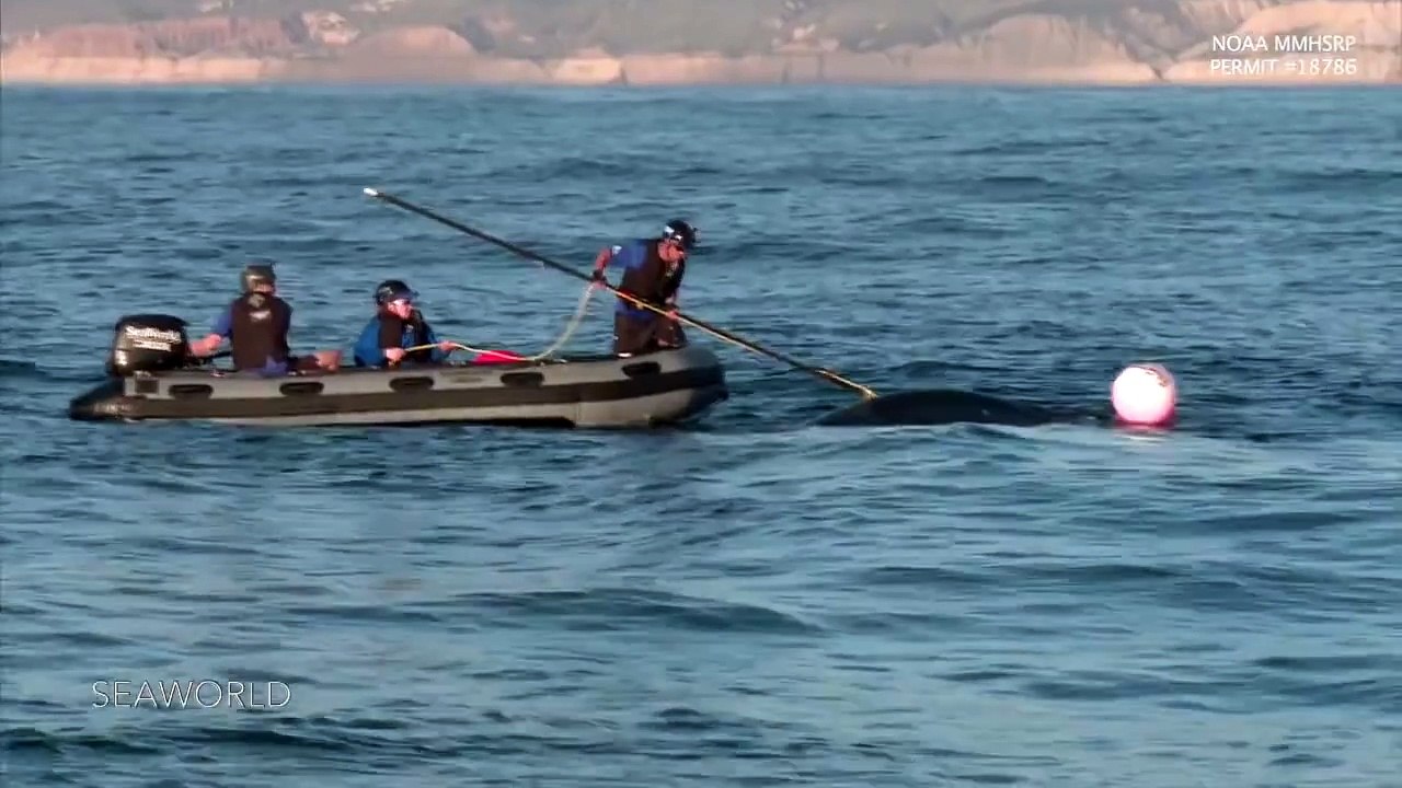 WATCH: SeaWorld Rescues Whale Caught In Fishing Line