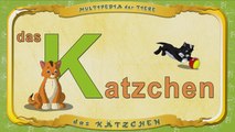 Multipedia der Tiere. Buchstabe K - das Kätzchen