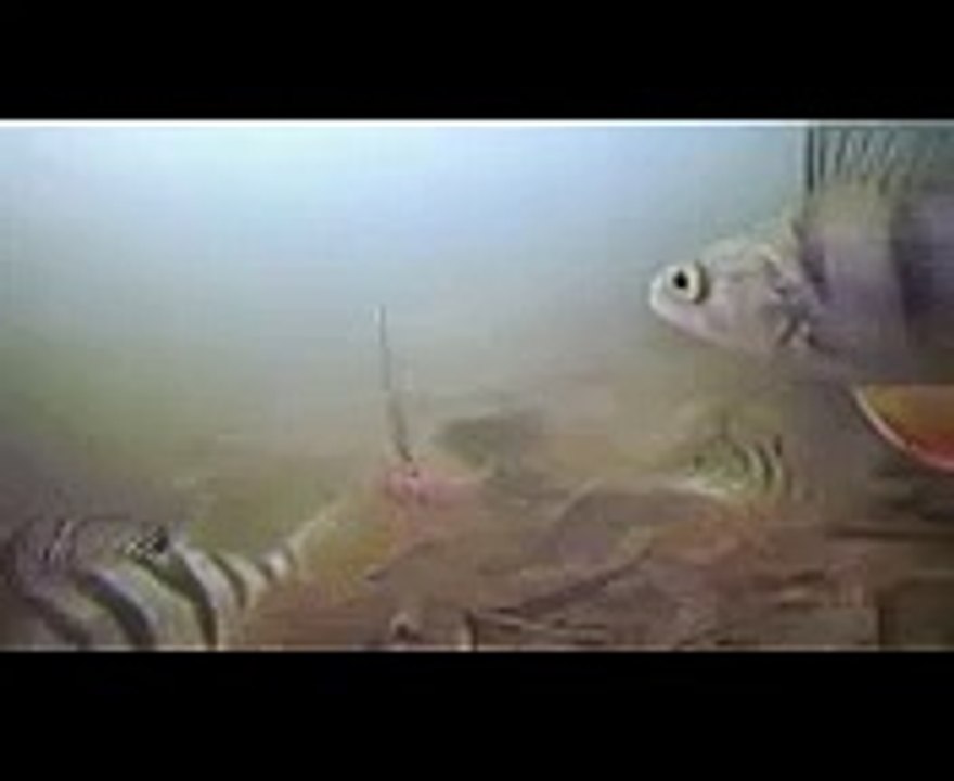 Как клюет стая окуней зимой на блесну Подводная съемка