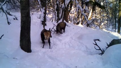 Red Deer (Cervus elaphus maral)