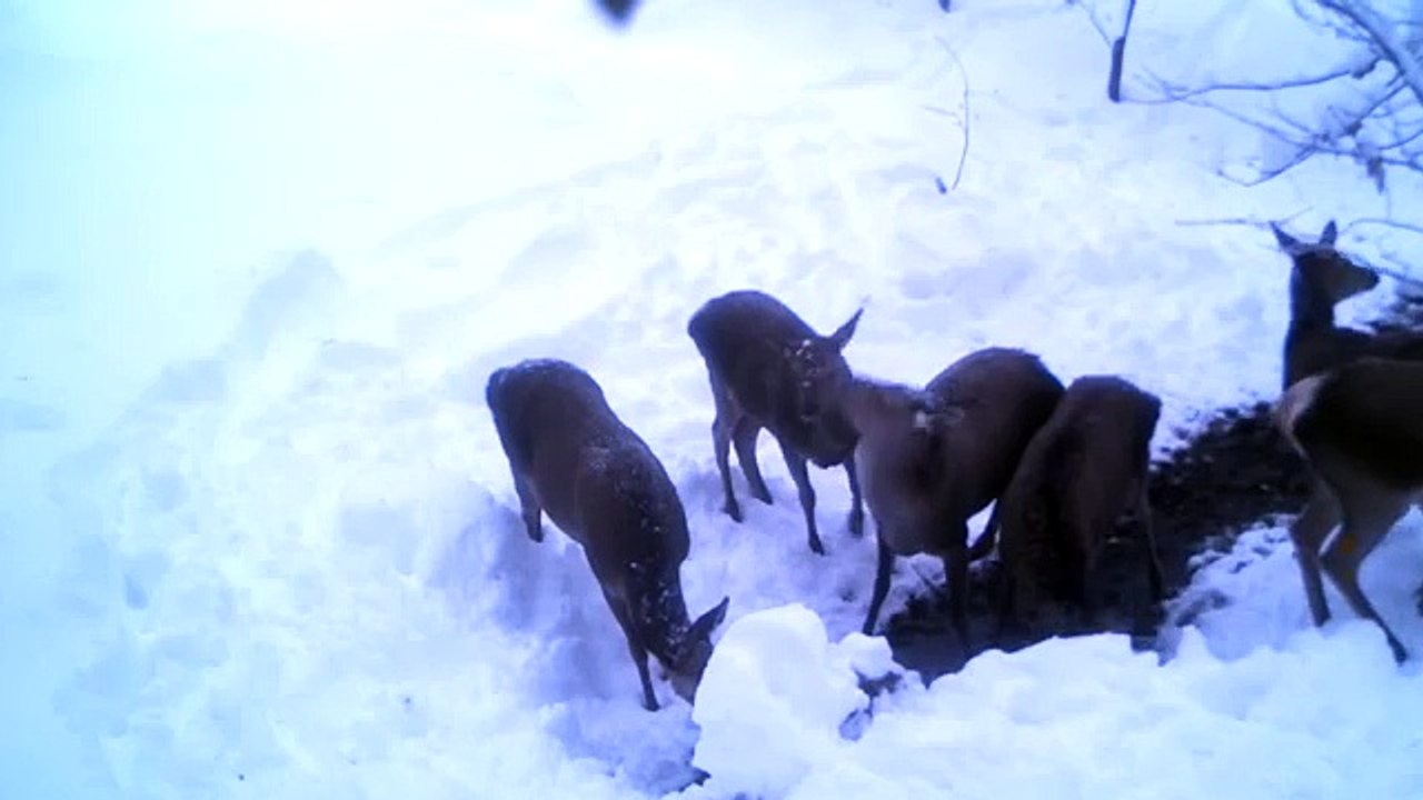 Red Deer (Cervus elaphus maral)