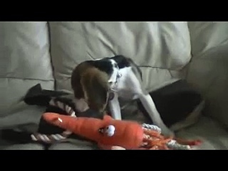 Puppy watching the '3 week old baying beagle pup' video. CUTE!!