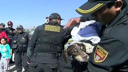 Lucky dog saved from floods in Peru